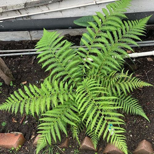 This fern is doing well